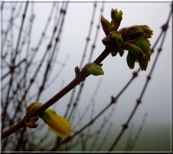 forsythia fev2014